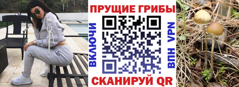 Купить закладки  Мензелинск  Псилоцибиновые грибы GOLDEN TEACHER 