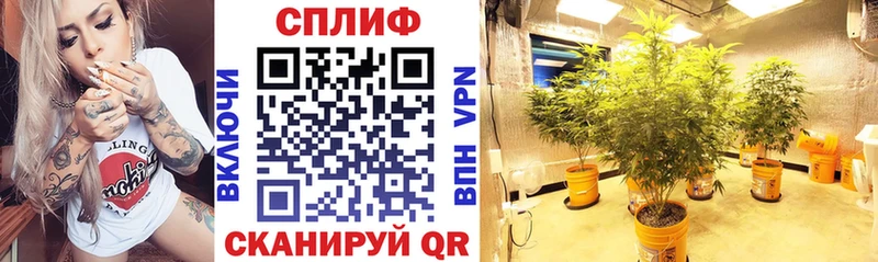 Конопля индика  Купить где  Мензелинск 